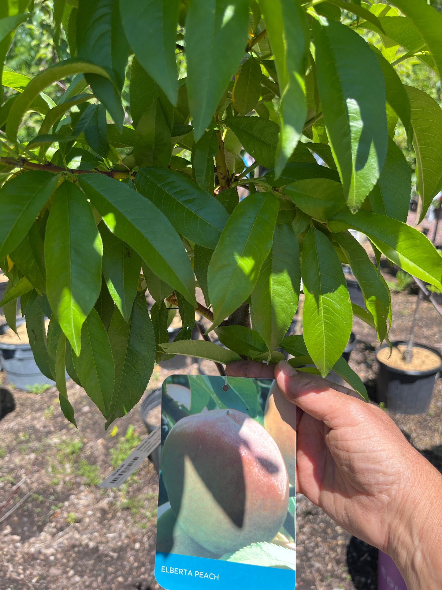 'Elberta' Peach | Prunus persica