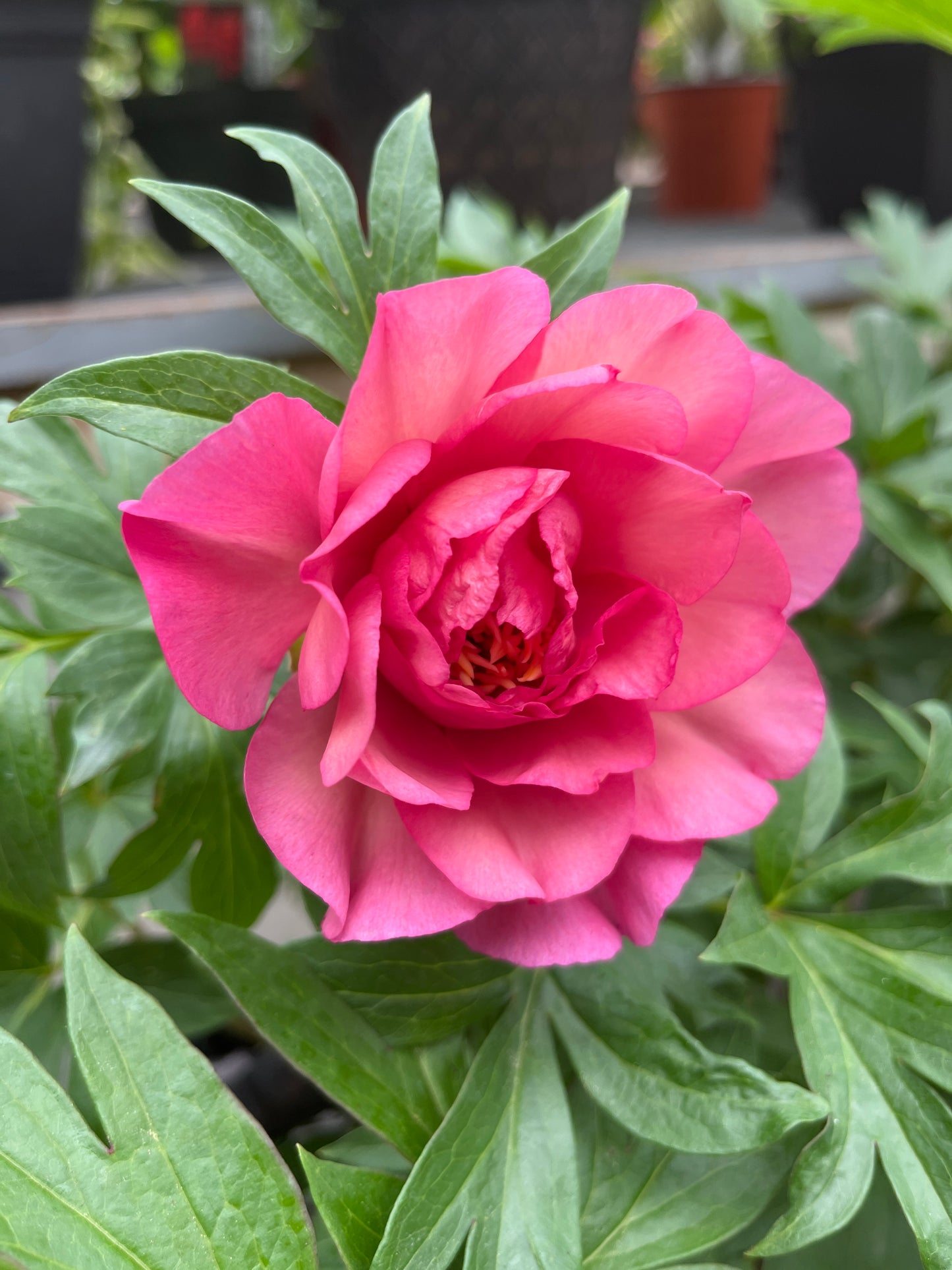 Julia Rose Itoh Peony | Paeonia