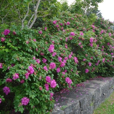 Hansa Rugosa Rose | Rosa