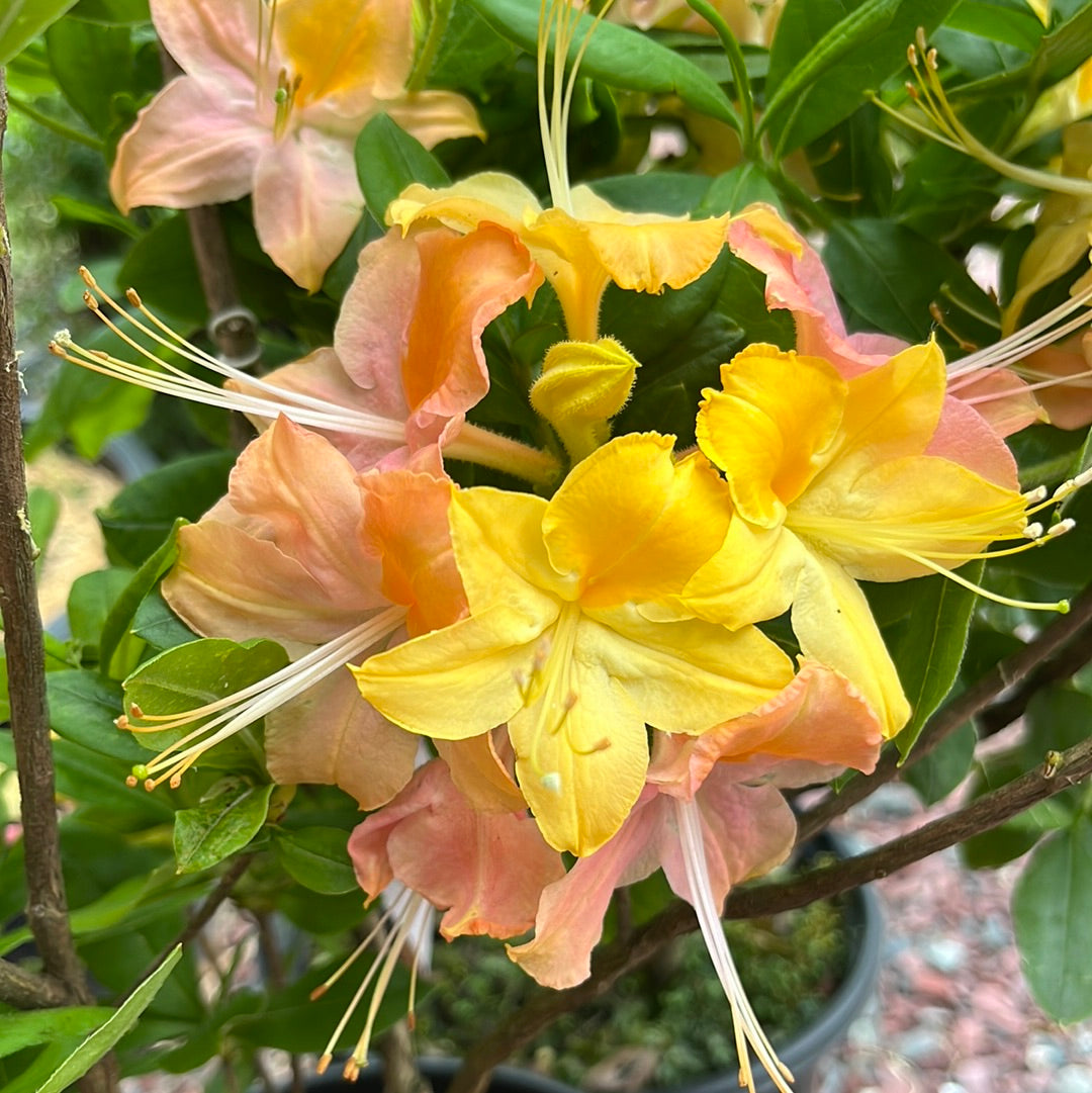 'Garden Rainbow' Deciduous Azalea