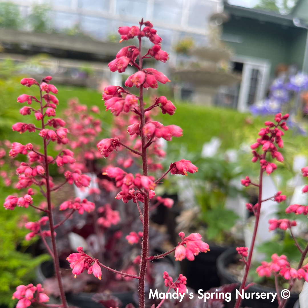 'Timeless Night' Coral Bells | Heuchera