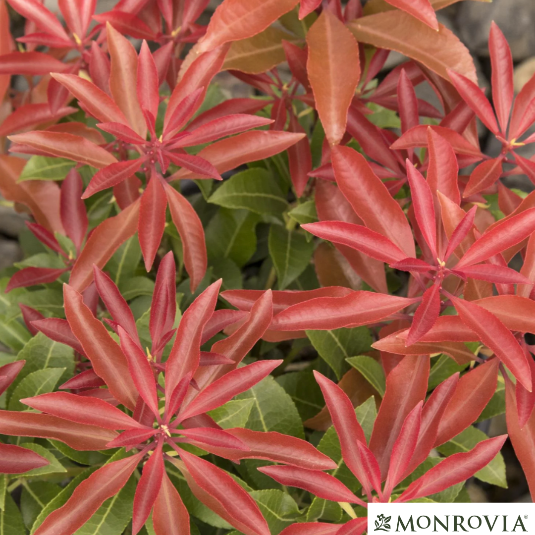 'Mountain Fire' Pieris | Pieris japonica 'Mountain Fire'