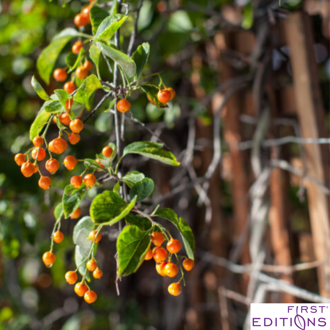 Autumn Revolution Bittersweet | Celastrus scandens 'Bailumn'