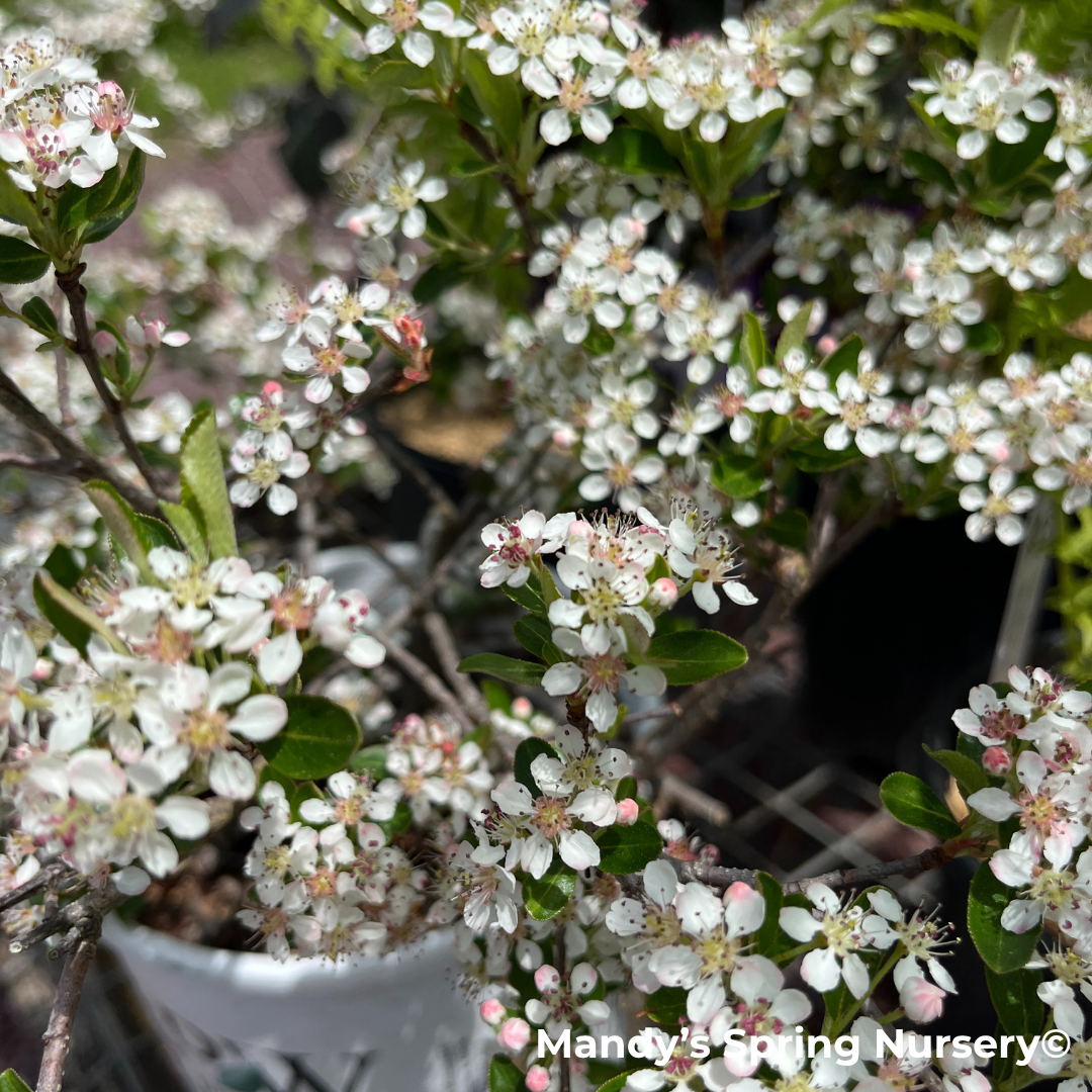 'Ground Hug' Chokeberry | Aronia mel.