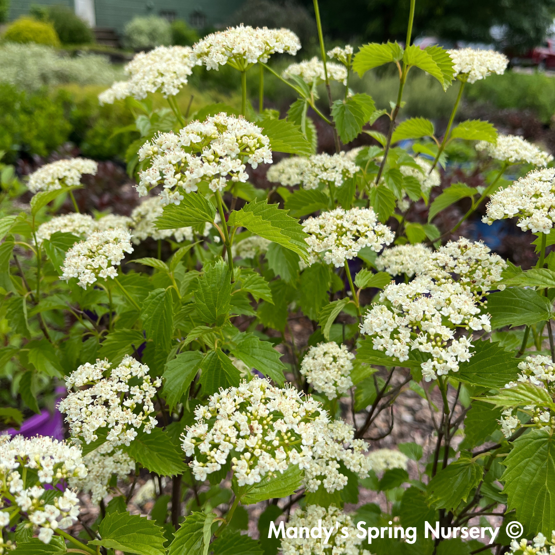 Blue Muffin Arrowwood Viburnum | Viburnum dentatum
