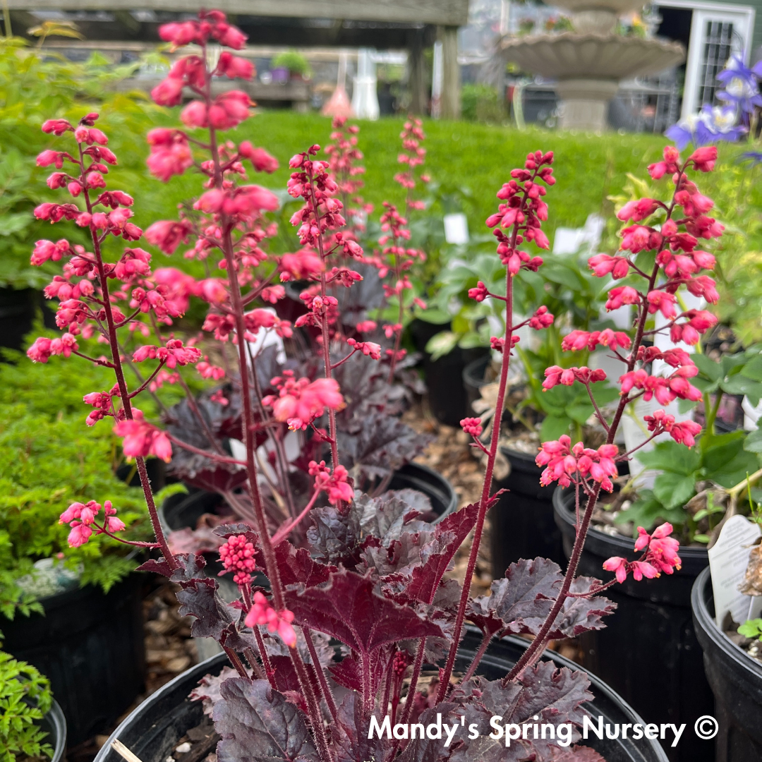 'Timeless Night' Coral Bells | Heuchera