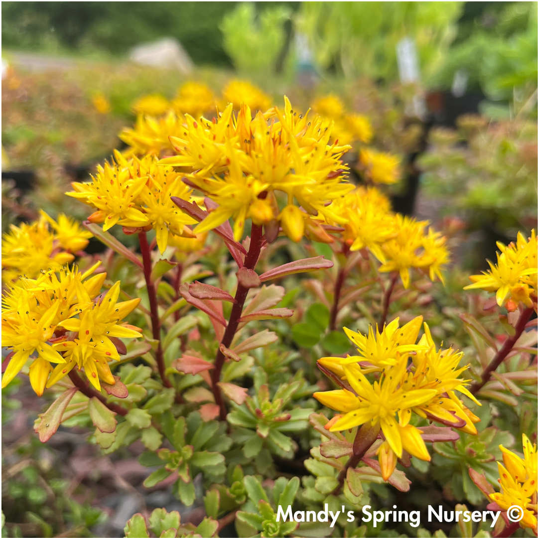 Kamtschaticum Gold Stonecrop | Sedum Groundcover