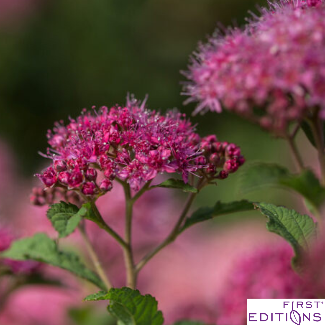Superstar Spirea | Spiraea x bumalda
