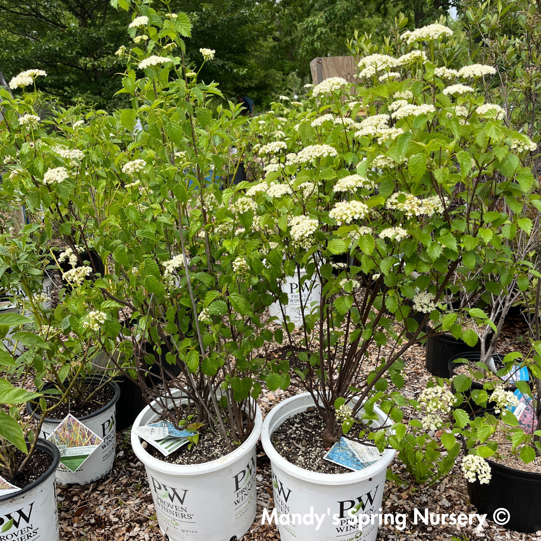 Blue Muffin Arrowwood Viburnum | Viburnum dentatum