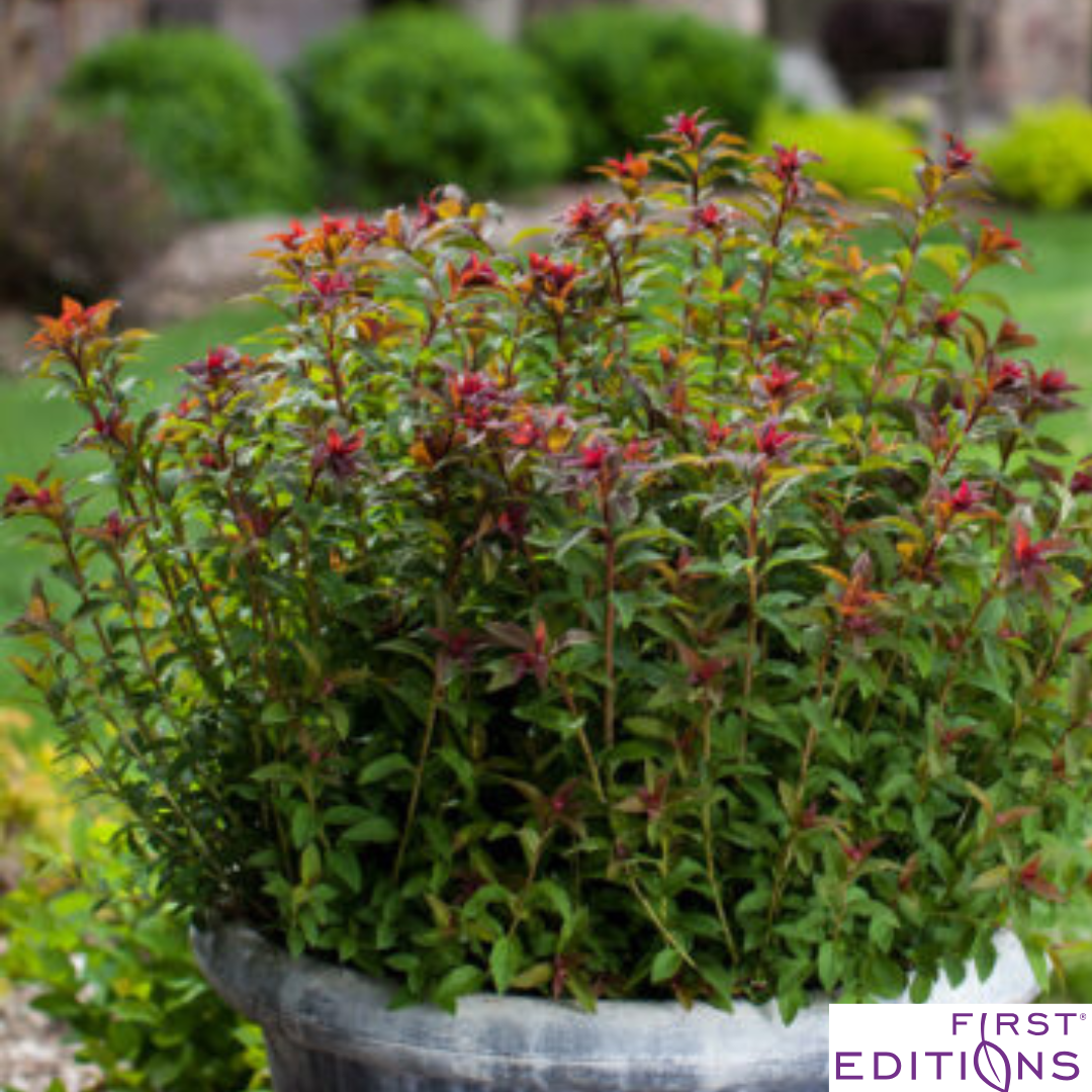 Superstar Spirea | Spiraea x bumalda