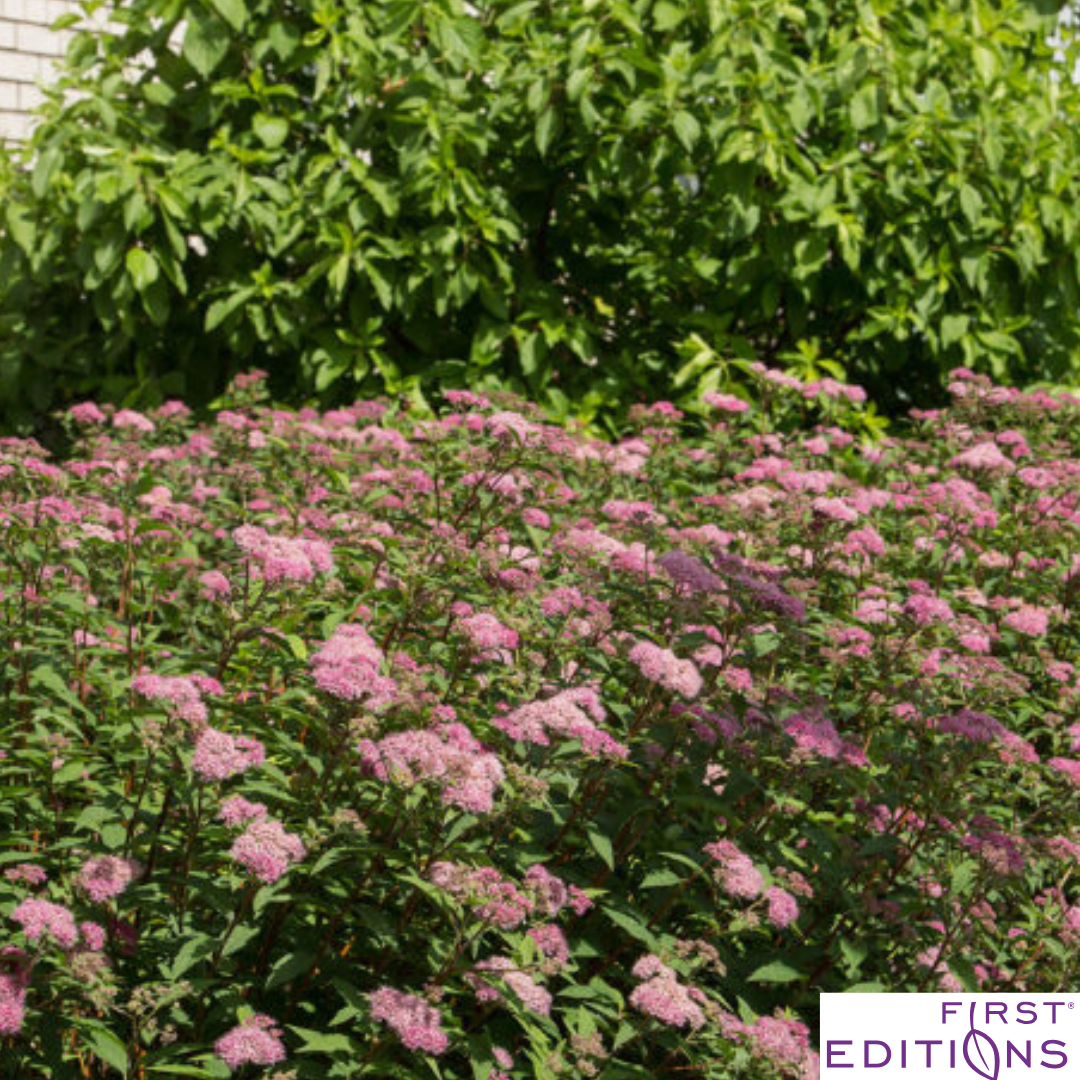 Superstar Spirea | Spiraea x bumalda