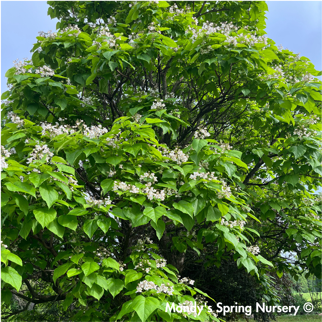 Northern Catalpa | Catalpa speciosa