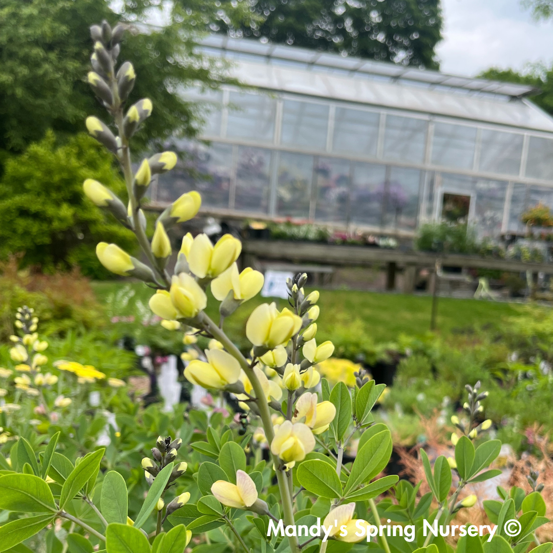 Pink Lemonade False Indigo | Baptisia