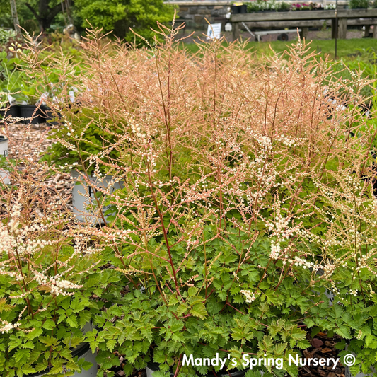 'Chantilly Lace' Goat's Beard | Aruncus 'Chantilly Lace'