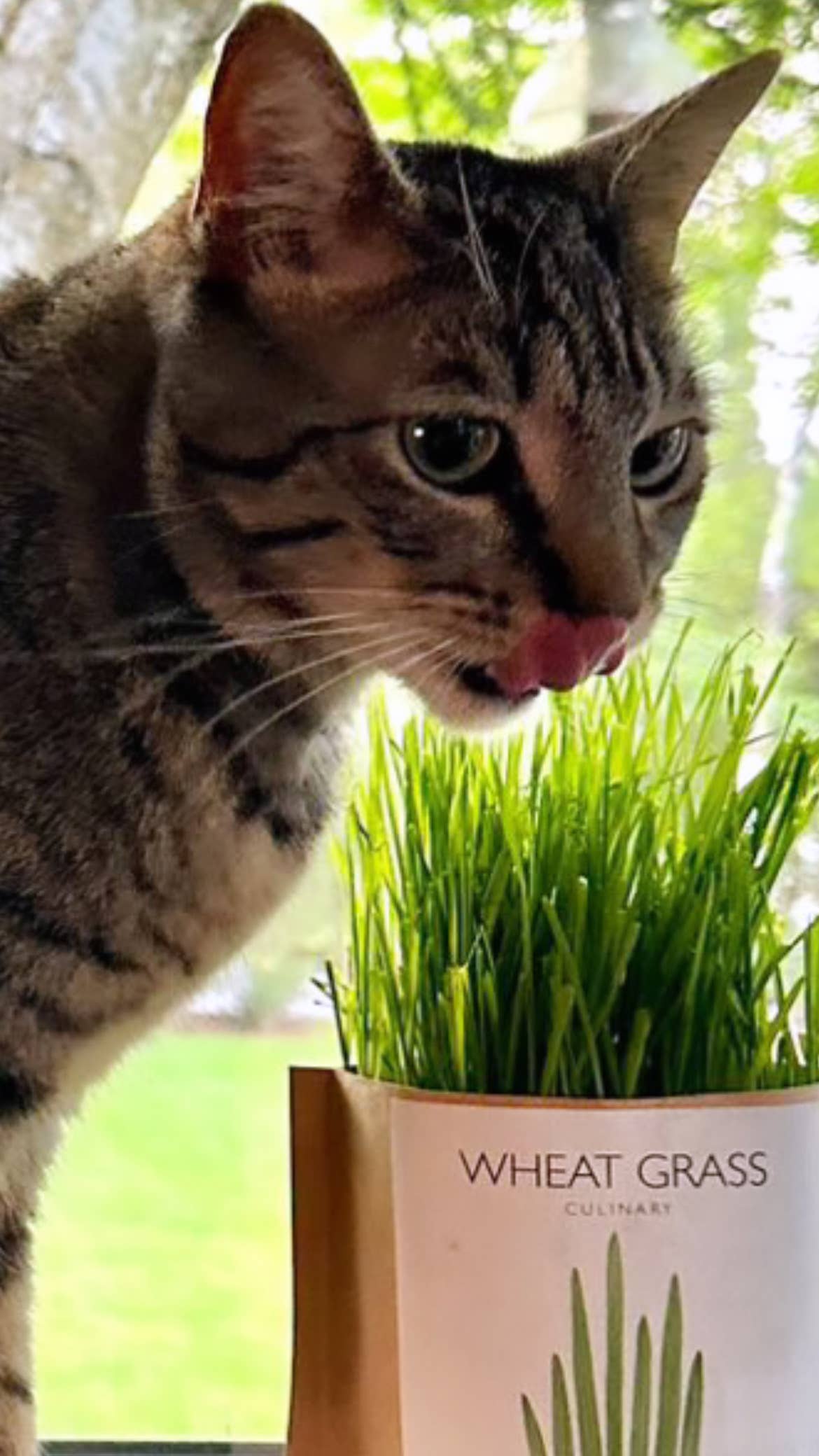 Garden in a Bag | Cat Grass | Spring Pet Treat Gift
