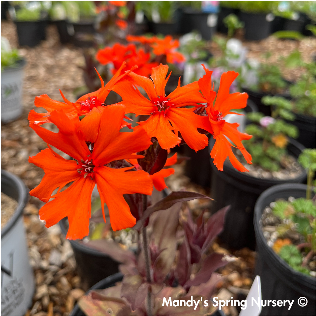'Orange Gnome' Catchfly | Lychnis arkwrightii