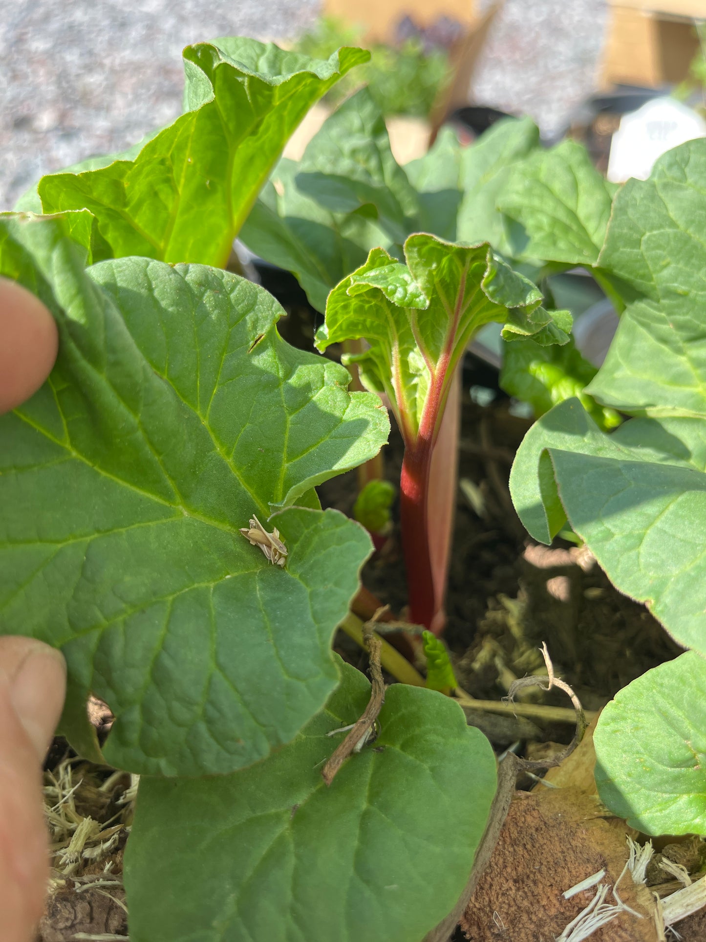 Chipman's Canada Red Rhubarb | Rheum