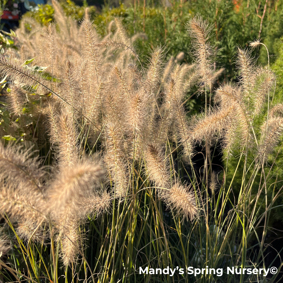 Burgundy Bunny Fountain Grass | Pennisetum alopecuroides