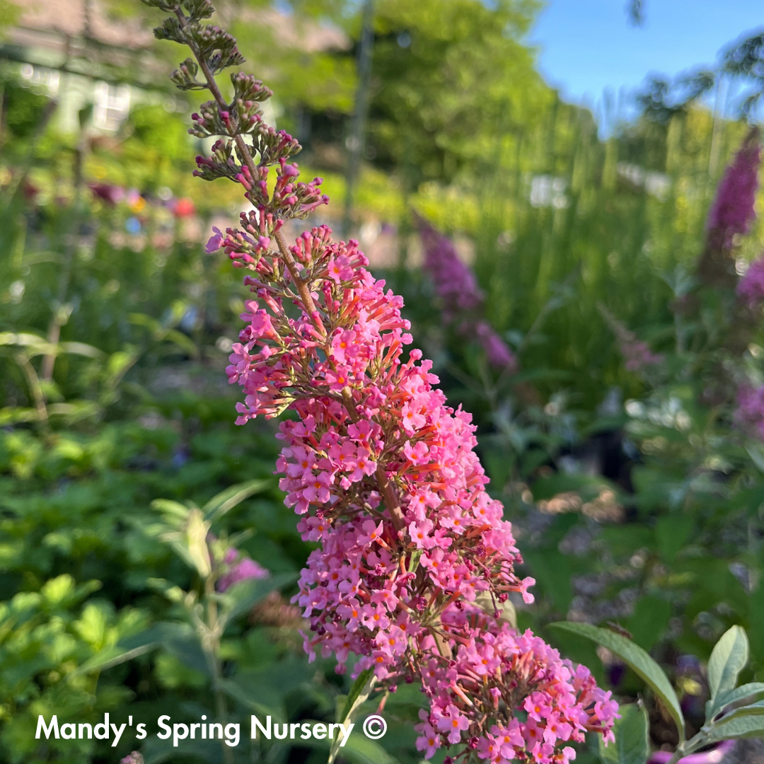 Trippy Pink® Butterfly Bush | Buddleia davidii 'Bailbudone'