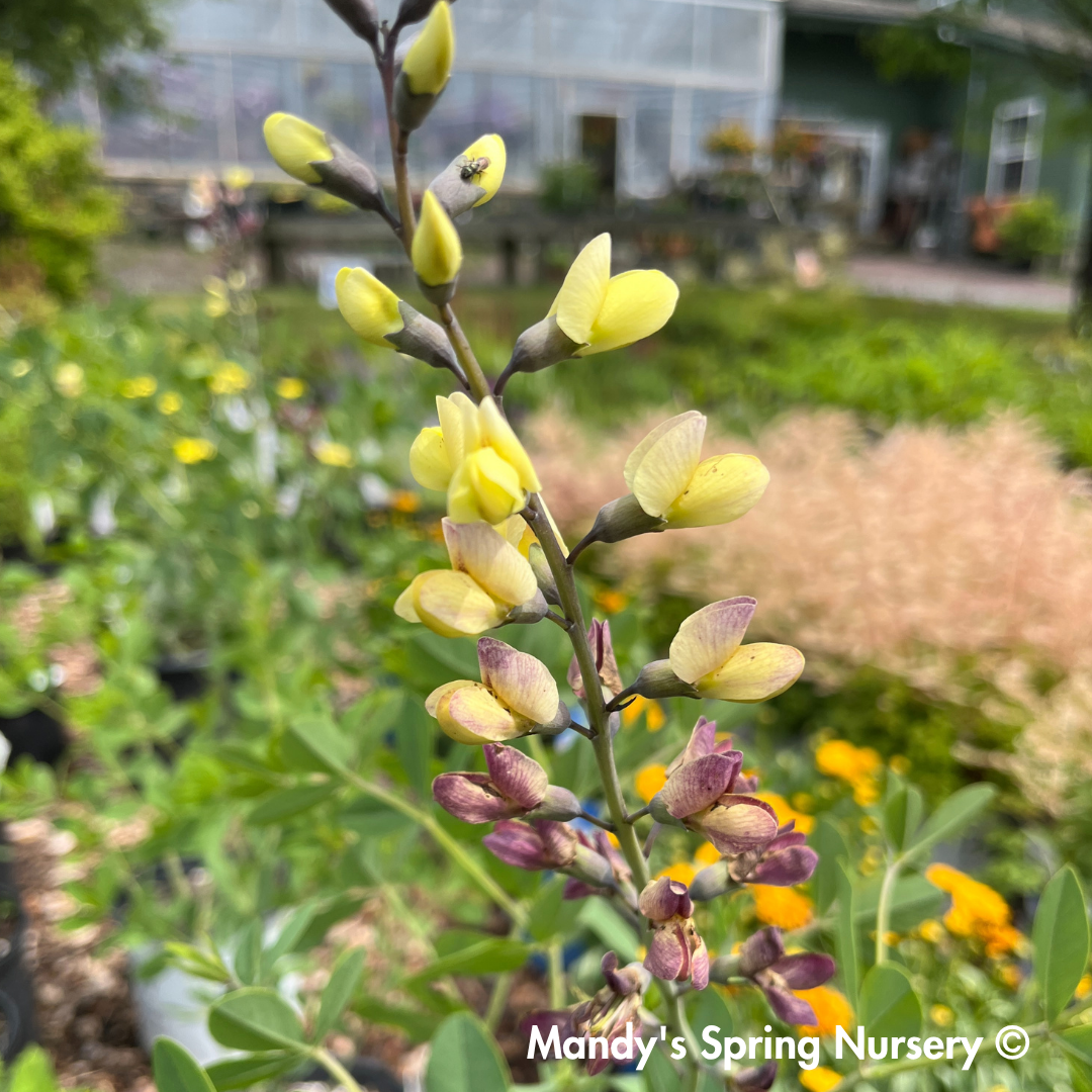 Pink Lemonade False Indigo | Baptisia