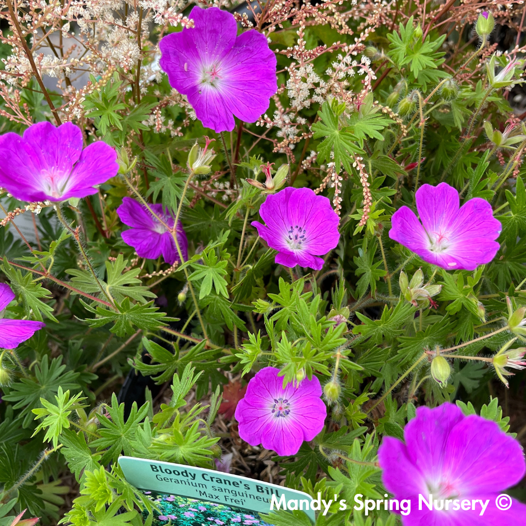 Max Frei Bloody Cranesbill | Geranium