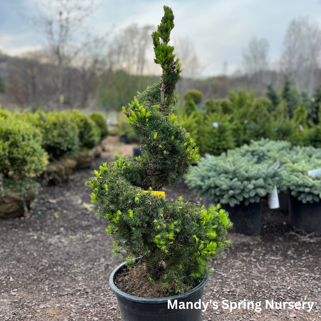 Dwarf Alberta Spruce | Picea glauca 'Conica'
