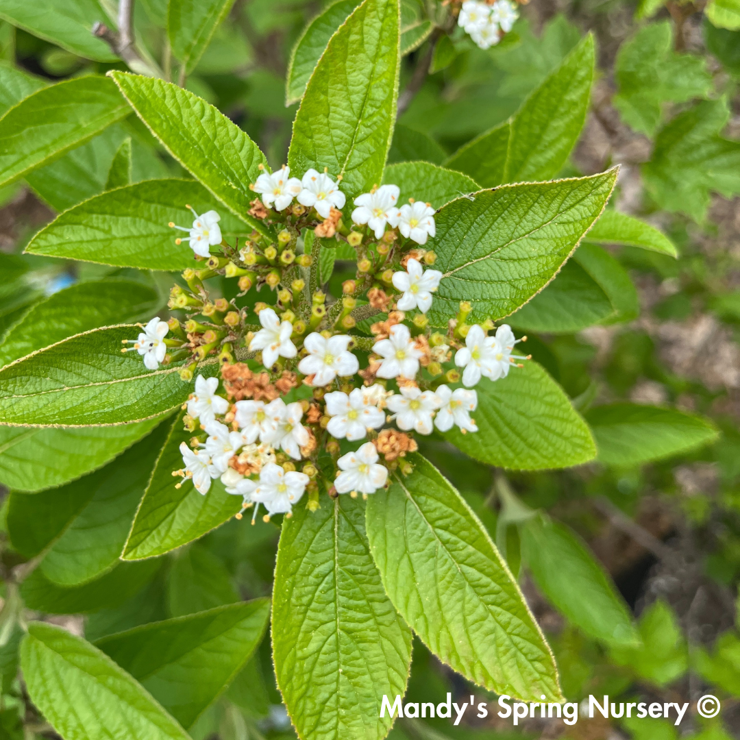 Mohican Viburnum | Viburnum lantana