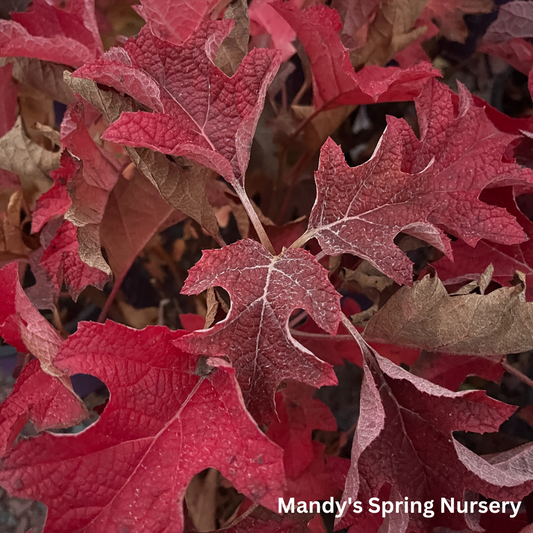 Jetstream Oakleaf Hydrangea | Hydrangea quercifolia