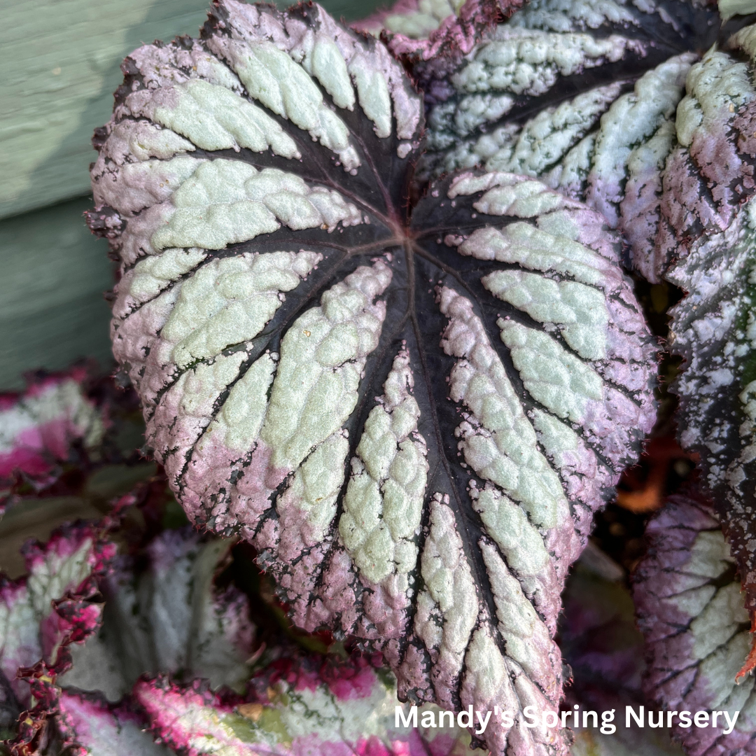 Painted Leaf Begonia | Begonia rex-cultorum