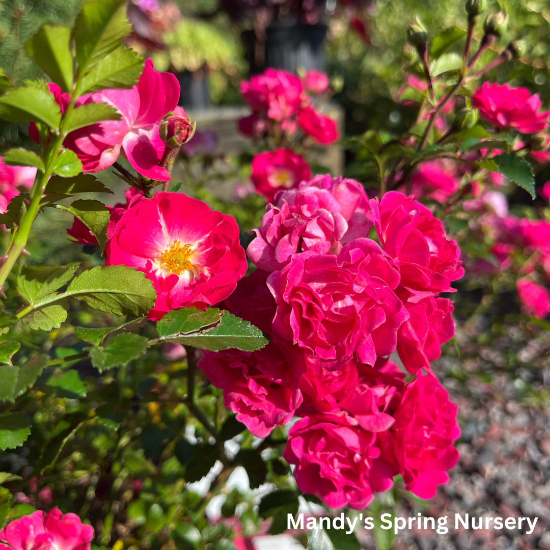 Little Mischief Easy Elegance Rose | Rosa