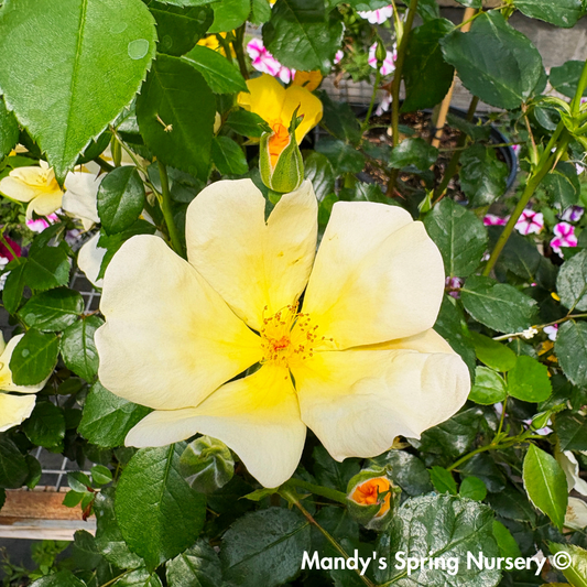 Easy Bee-zy Knock Out Rose Tree-Form | Rosa