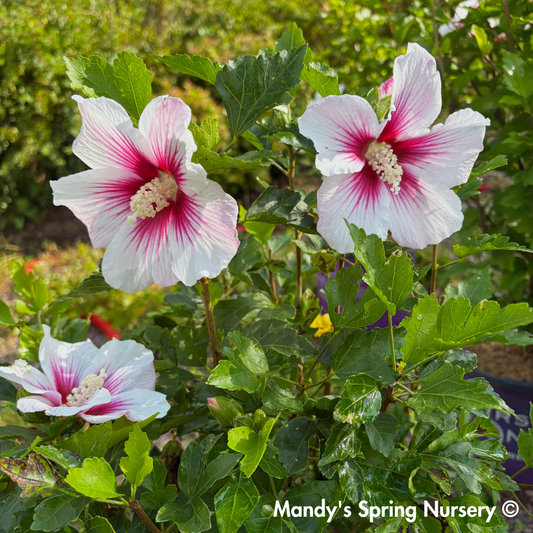 Paraplu Pink Ink® Rose of Sharon | Hibiscus syriacus