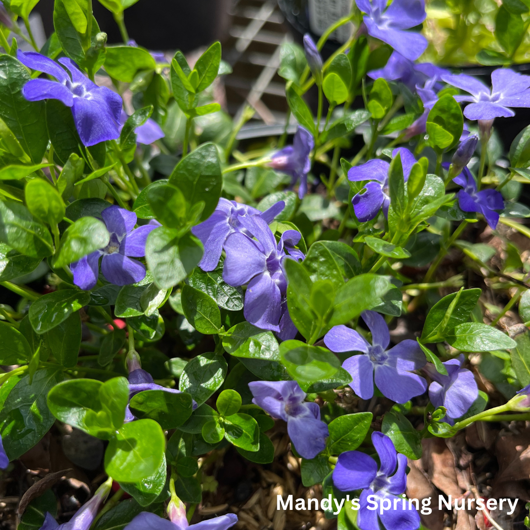 Ralph Shugert Periwinkle | Vinca minor