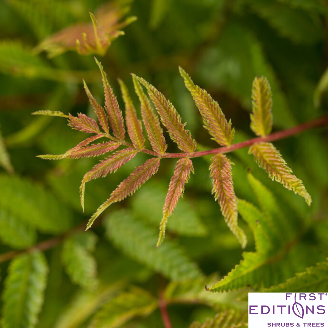 Matcha Ball Ash Leaf Spirea | Sorbaria sorbifolia