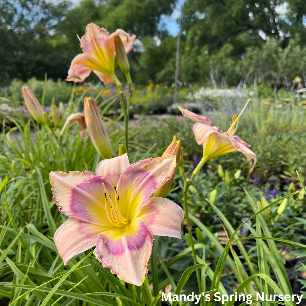 Handwriting On The Wall, Peach wine Reblooming Daylily | Hemerocallis