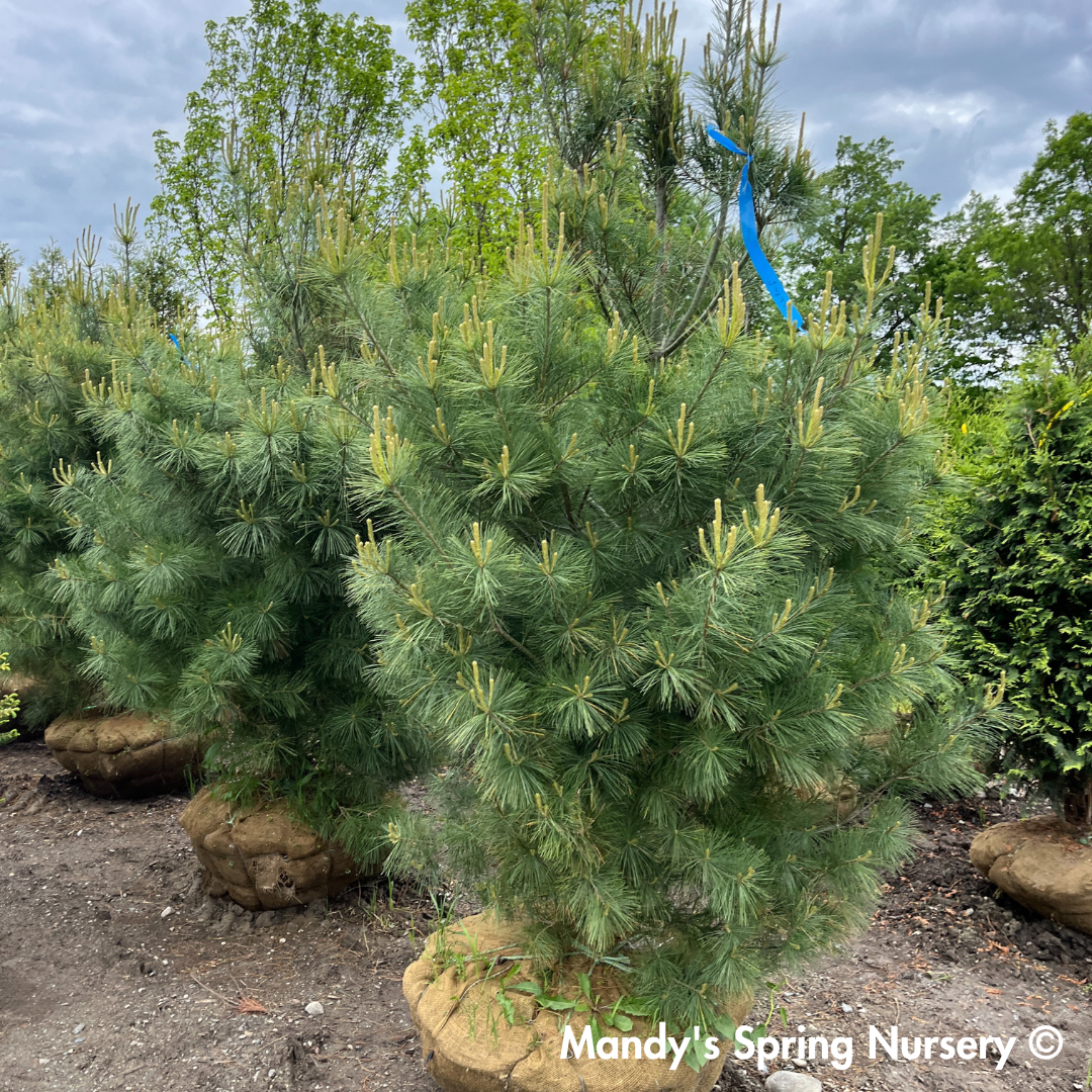 Eastern White Pine | Pinus strobus