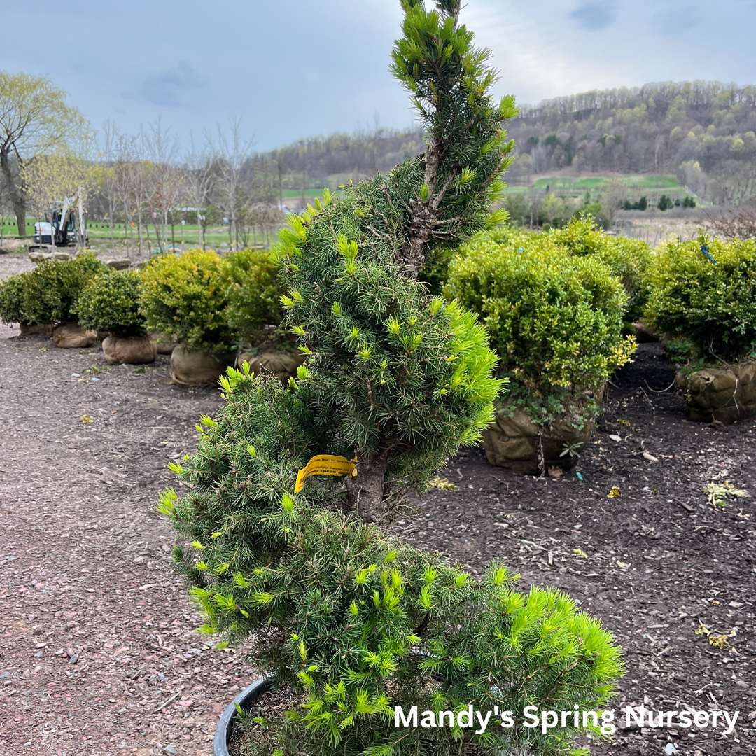 Dwarf Alberta Spruce | Picea glauca 'Conica'