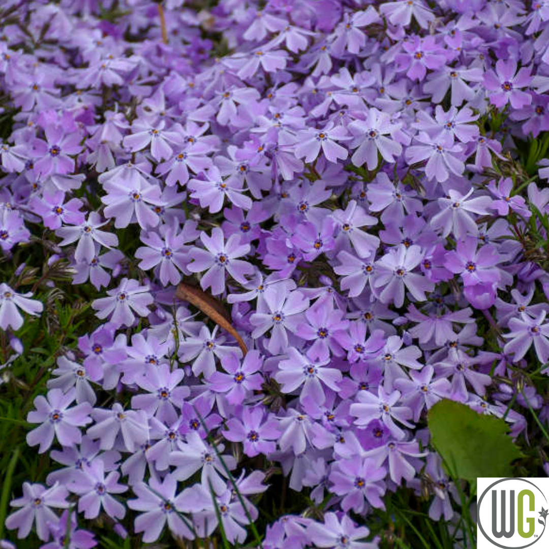 'Spring Blue' Creeping Phlox | Phlox subulata