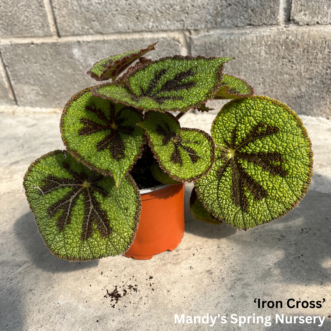 Painted Leaf Begonia | Begonia rex-cultorum