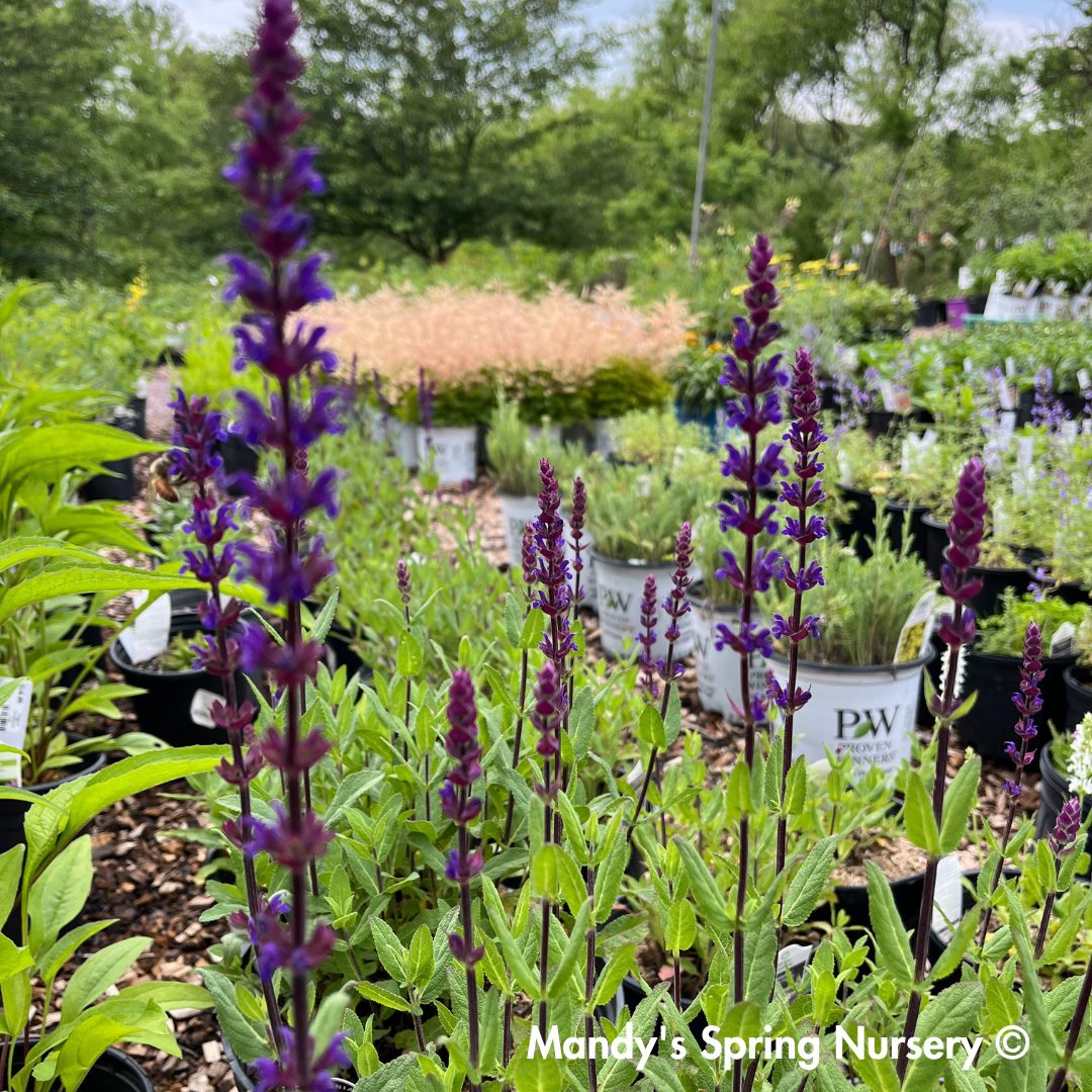 Caradonna Salvia | Salvia nemorosa