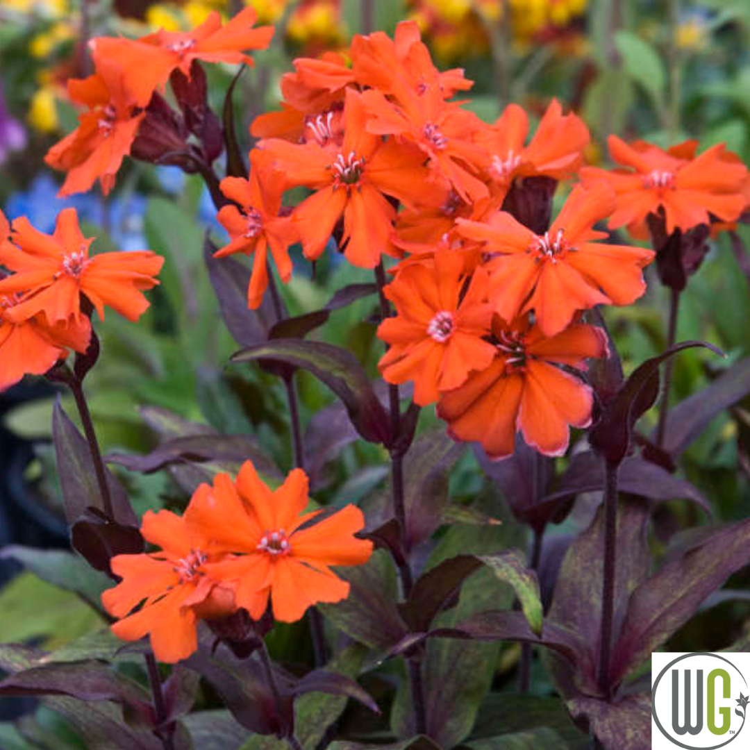 'Orange Gnome' Catchfly | Lychnis arkwrightii
