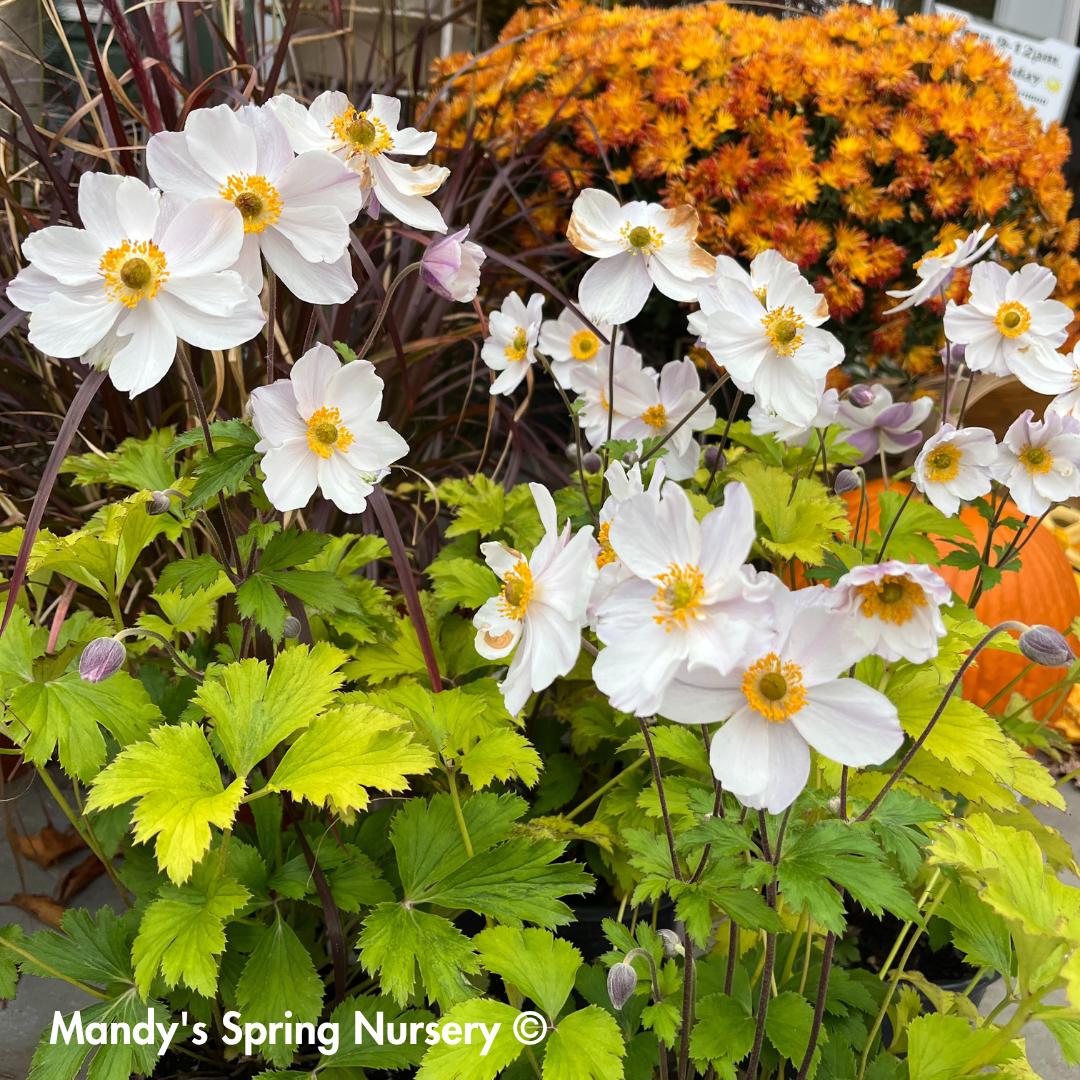 'Elfin Swan' Anemone | Anemone Sylvestris