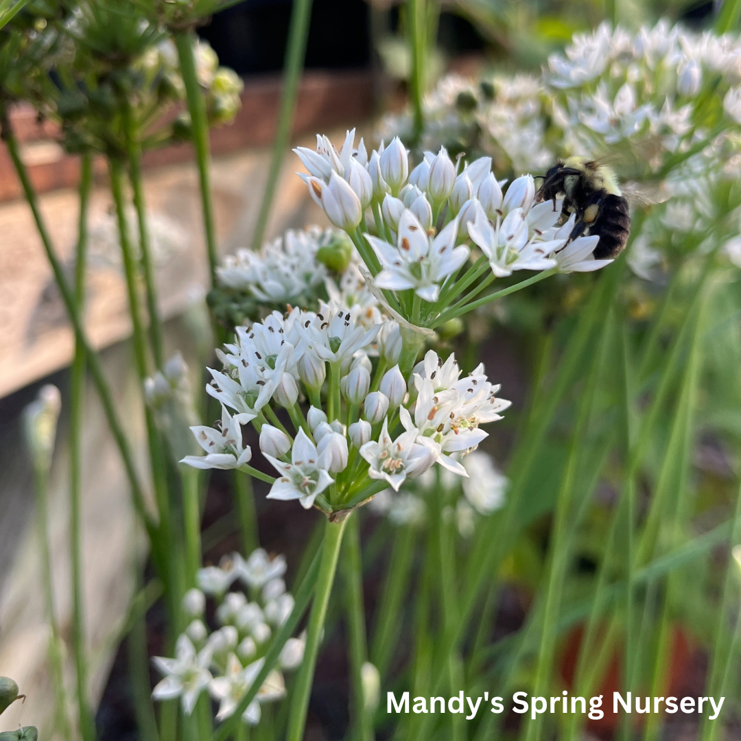 White Garlic Chives | Allium tuberosum