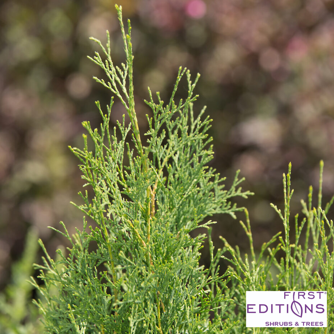 Tall Guy® Arborvitae | Thuja occidentalis