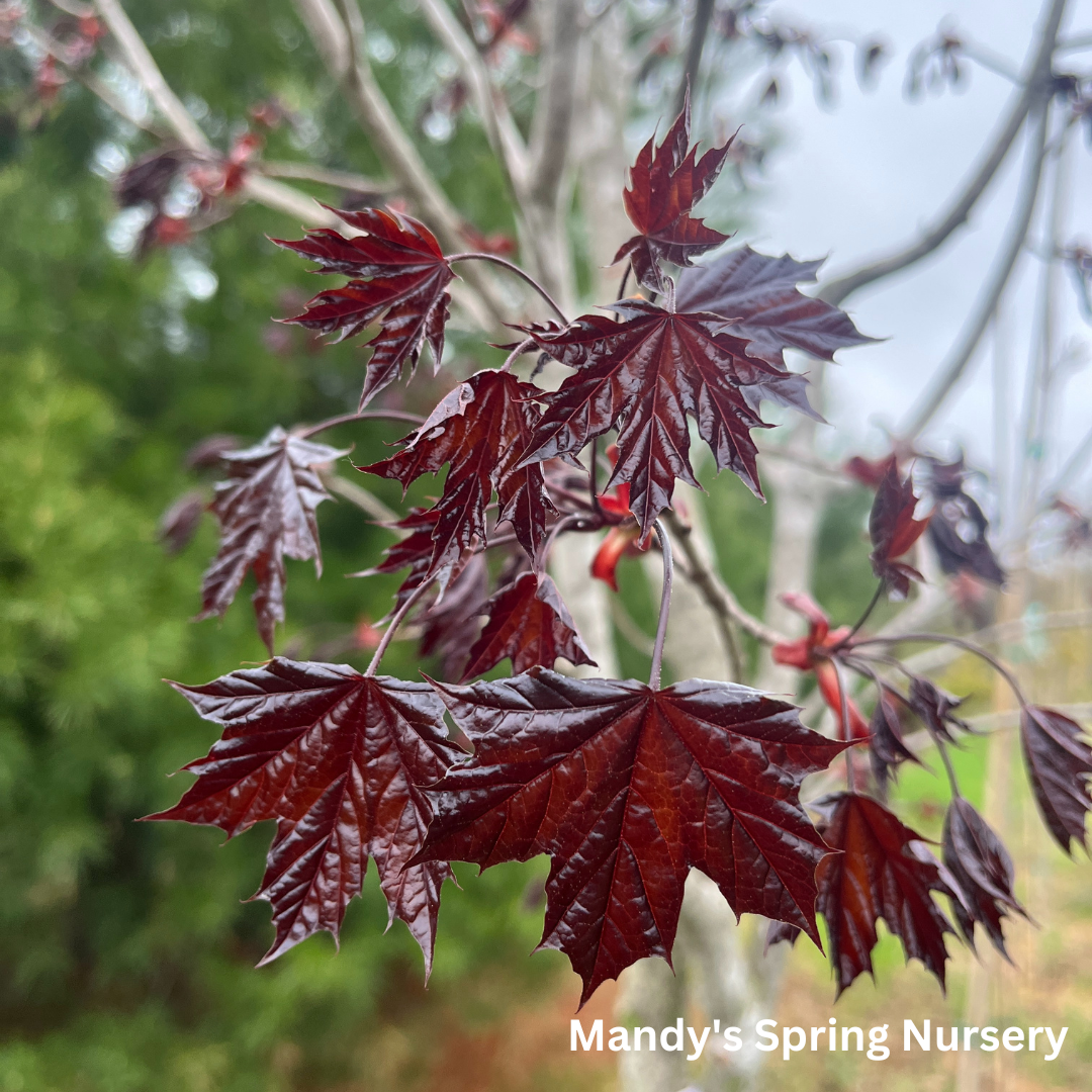 Royal Red Maple | Acer platanoides 'Royal Red'