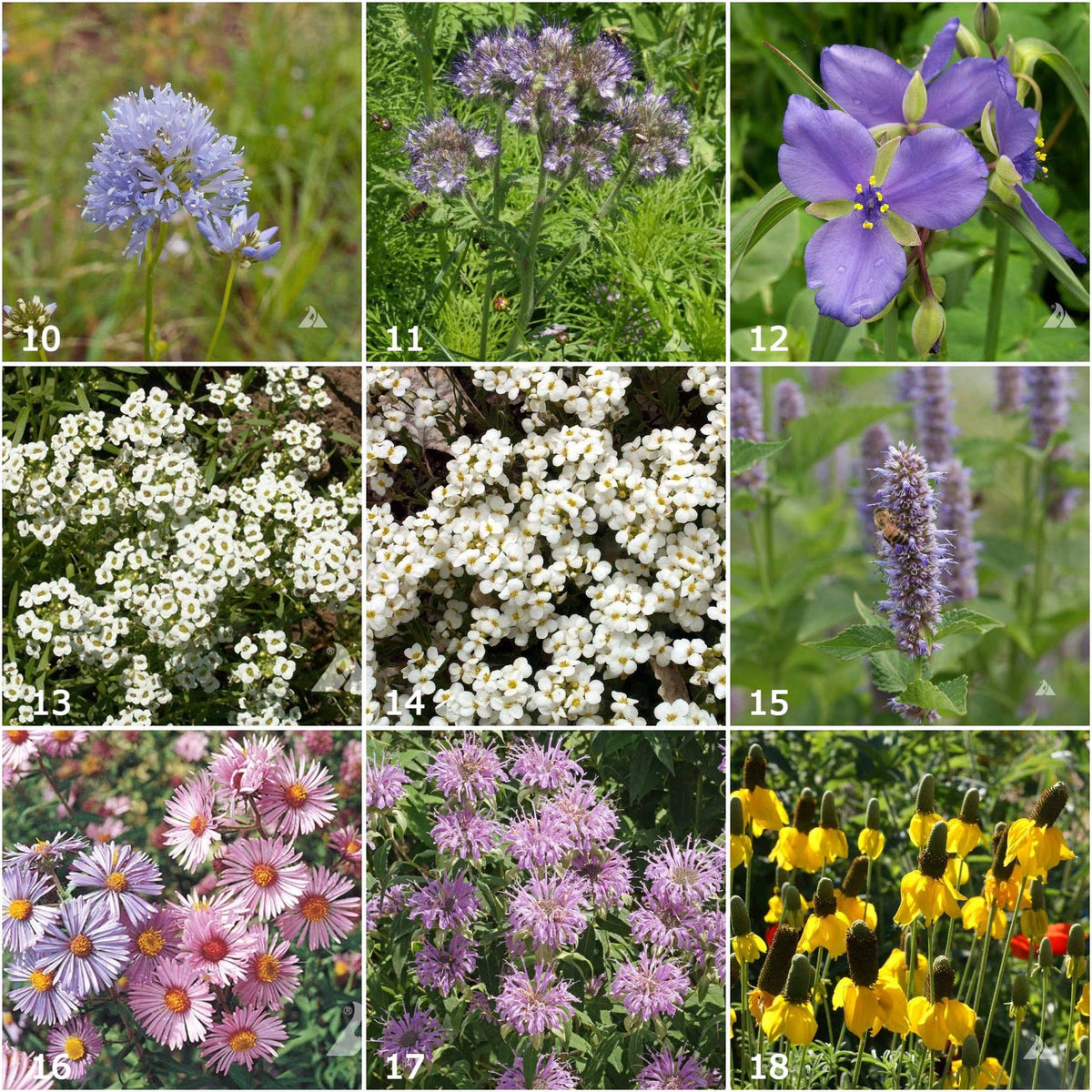 Scatter Garden | Honeybee | Pollinator Garden
