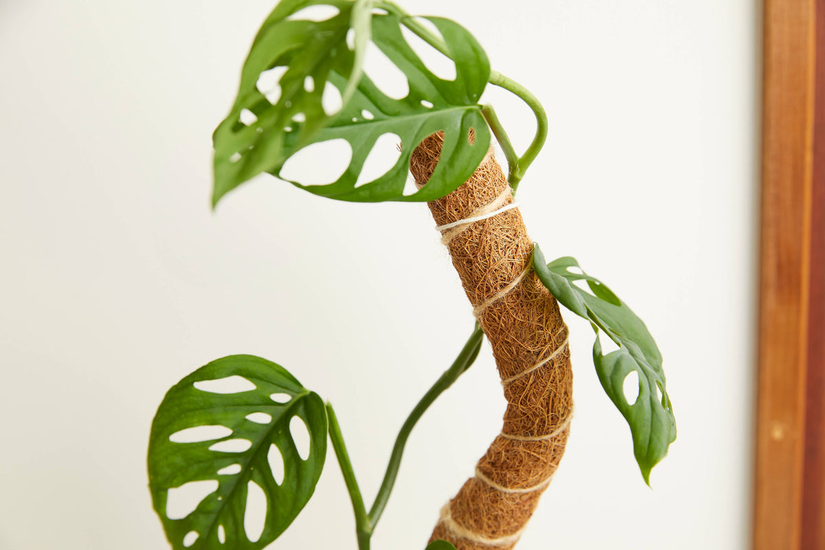 Coconut Coir Bendable Grow Pole 16"