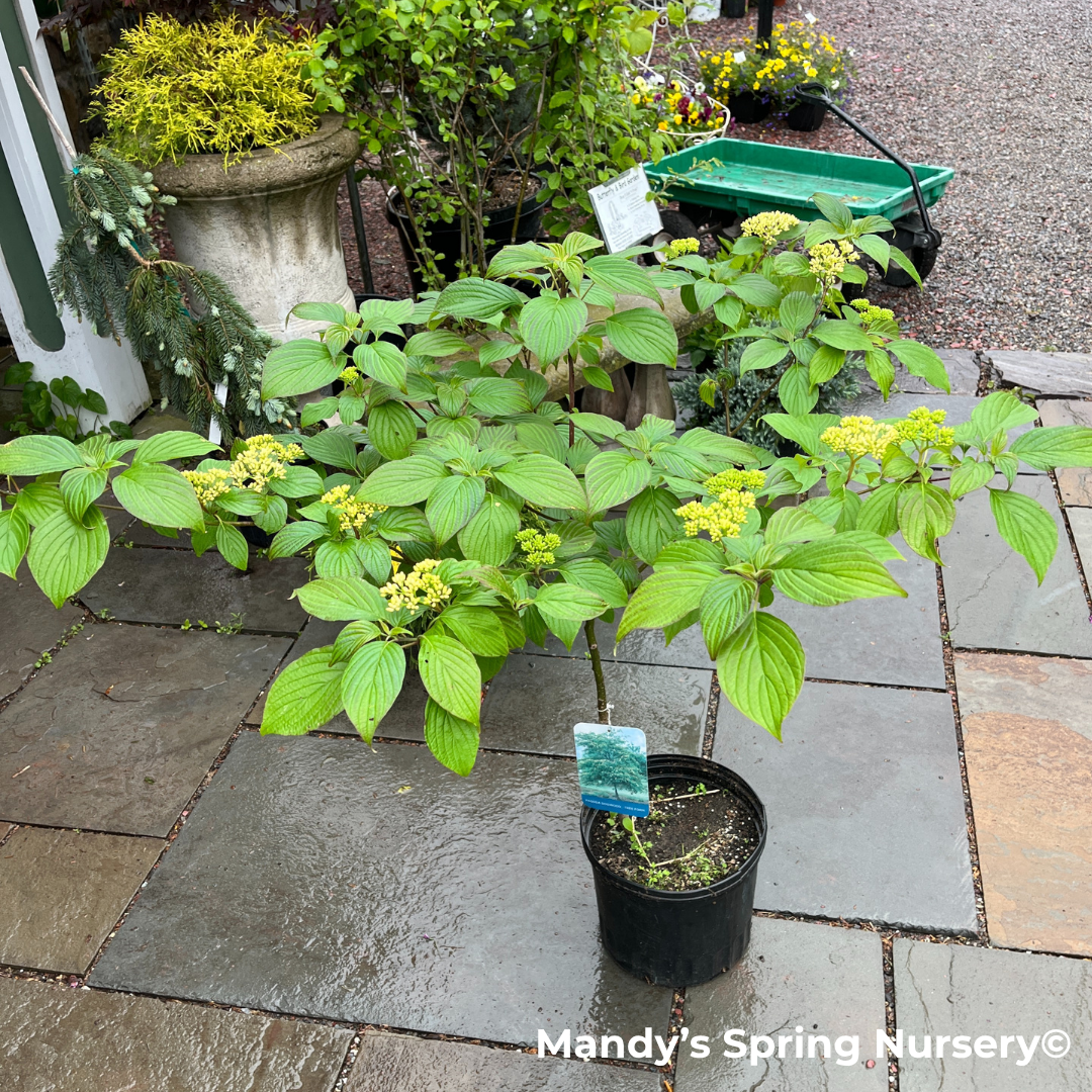 Pagoda Dogwood | Cornus alternifolia