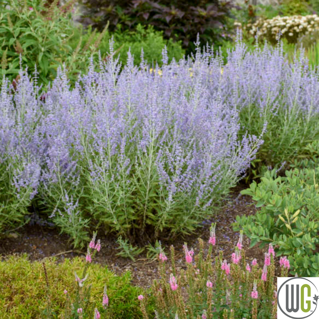 'Blue Jean Baby' Russian Sage | Perovskia atriplicifolia