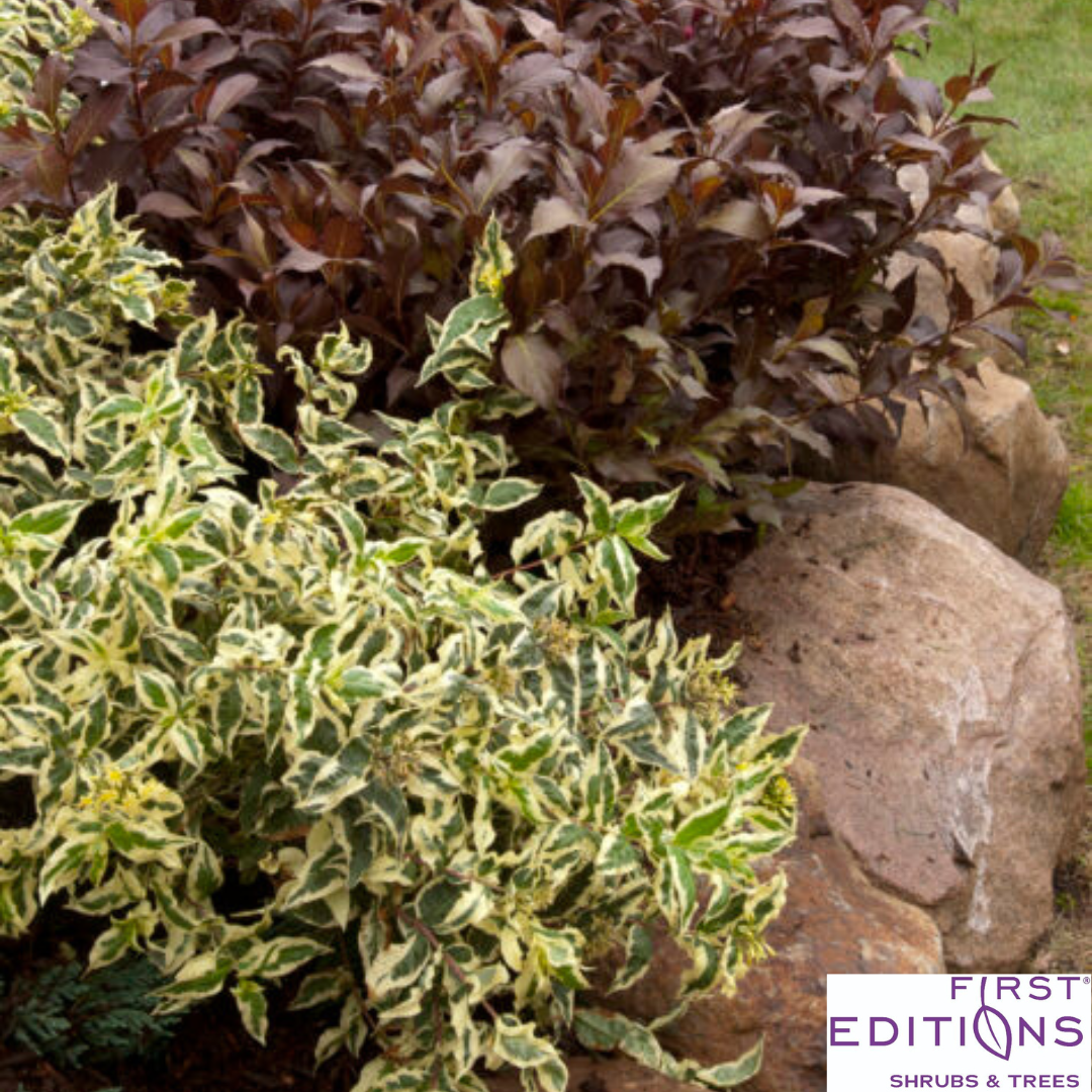 Cool Splash Dwarf Bush Honeysuckle | Diervilla sessilifolia
